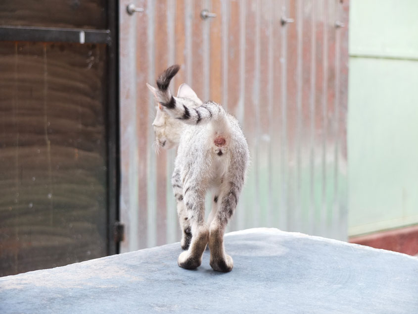 第一印象は、世界遺産というか動物園？